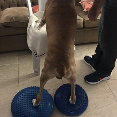 Cachorro-Fisioterapia
