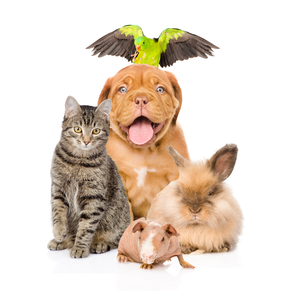 Acupuntura Animal